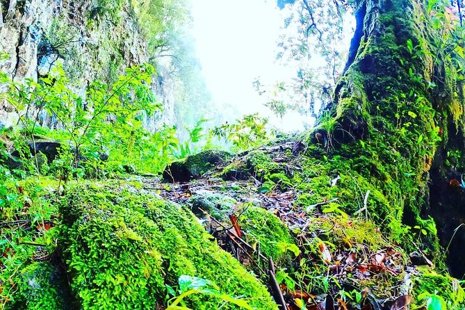 Waterfall, Rainforest & Winery Discovery Tour: Coffs Harbour - Pricing, Terms, and Additional Information