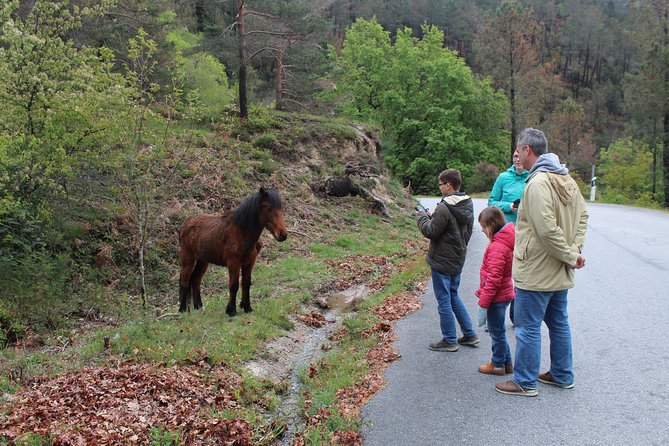Waterfalls, Heritage and Nature in Gerês Park - From Porto - Tips for a Memorable Experience in Gerês Park