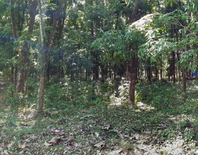 Waterfalls of Athirapply or Areekal Tour for 1 to 8 People. - Important Information