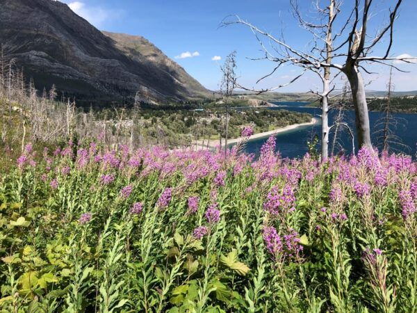 Waterton Lakes National Park: Bertha Lake Hike - Frequently Asked Questions