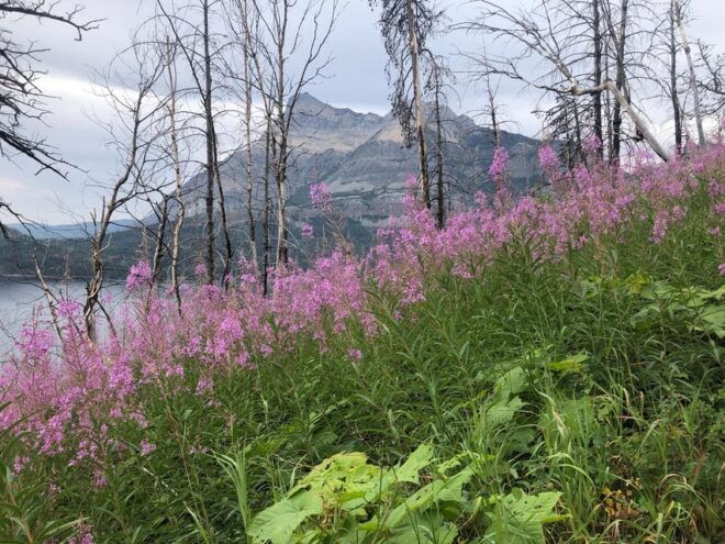 Waterton Lakes National Park: Boundary Bay Hike - What to Bring
