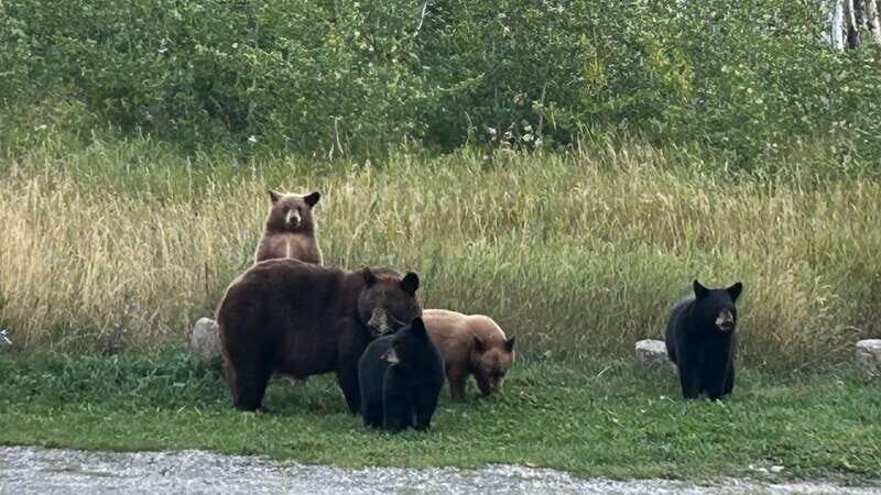 Waterton's Wild Beauty: A Hidden Gem in the Rockies - Exploring the Highlights of the Waterton Lakes Day Trip