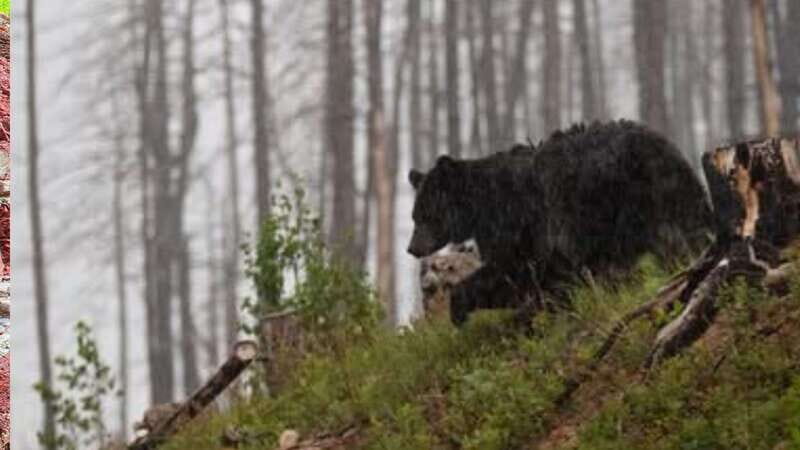 Waterton's Wild Beauty: A Hidden Gem in the Rockies - FAQ