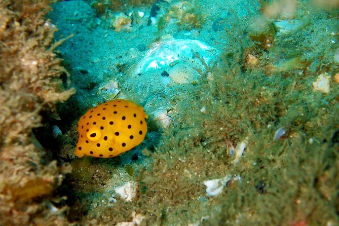 Wave Break Island Scuba Diving on the Gold Coast - Who Should Consider This Tour?