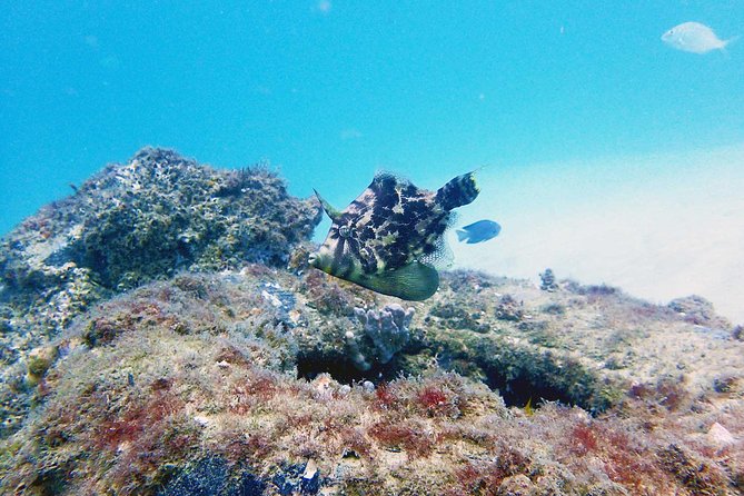 Wave Break Island Scuba Diving on the Gold Coast - What To Expect
