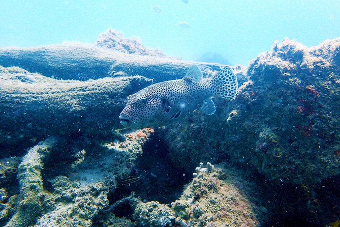 Wave Break Island Scuba Diving on the Gold Coast - Negative Experiences and Unrealistic Description