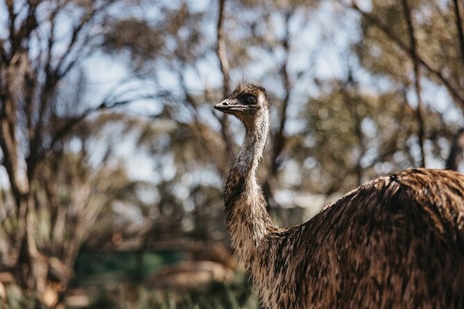 Wave Rock, York, Wildflowers, and Aboriginal Cultural Day Tour From Perth - The Sum Up