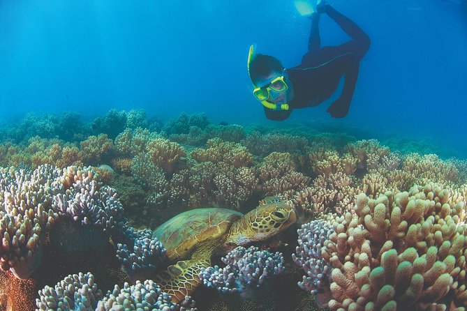 Wavedancer Low Isles Great Barrier Reef Sailing Cruise From Cairns - Areas for Improvement