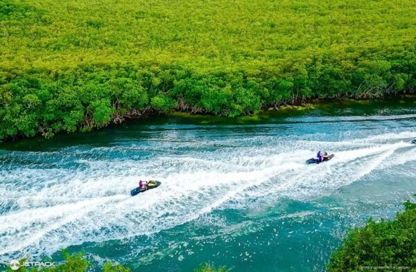 Waverunner Mangrove Guided Tour Jetpack Adventures - Biodiversity and Ecology