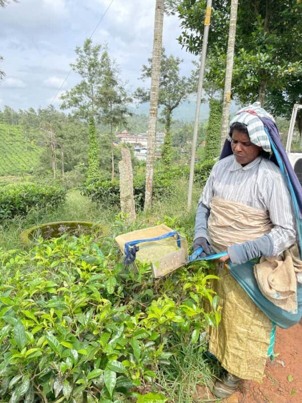 Wayanad: 2-Day Forest and Tribal Experience with Meals - Transportation and Practicalities