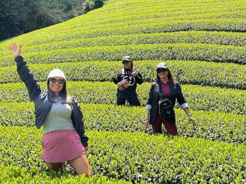 Wazuka: Tea Picking Experience with Matcha Tea Tasting - Good To Know