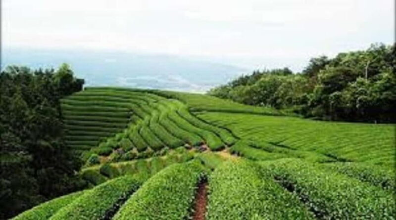 Wazuka: Tea Picking Experience with Matcha Tea Tasting - An Authentic Look at Japan’s Tea Heartland