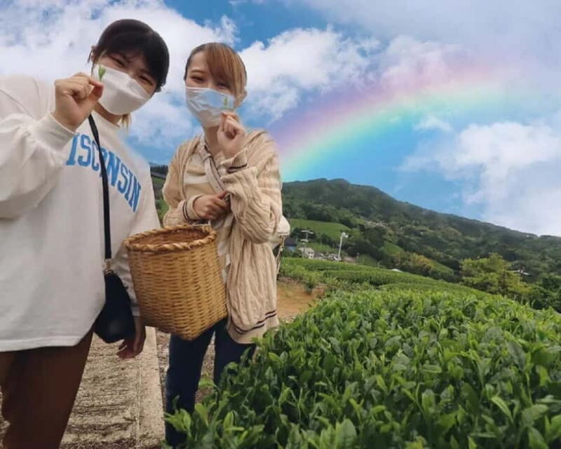 Wazuka: Tea Picking Experience with Matcha Tea Tasting - The Cultural Significance of Wazuka’s Tea