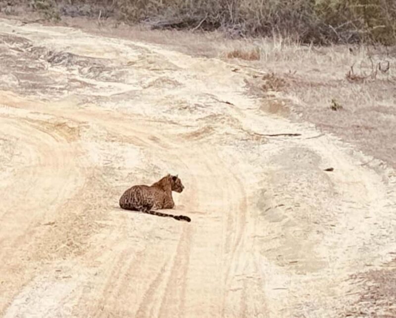 Weheragala National Park: Jeep Safari Tour - Good To Know