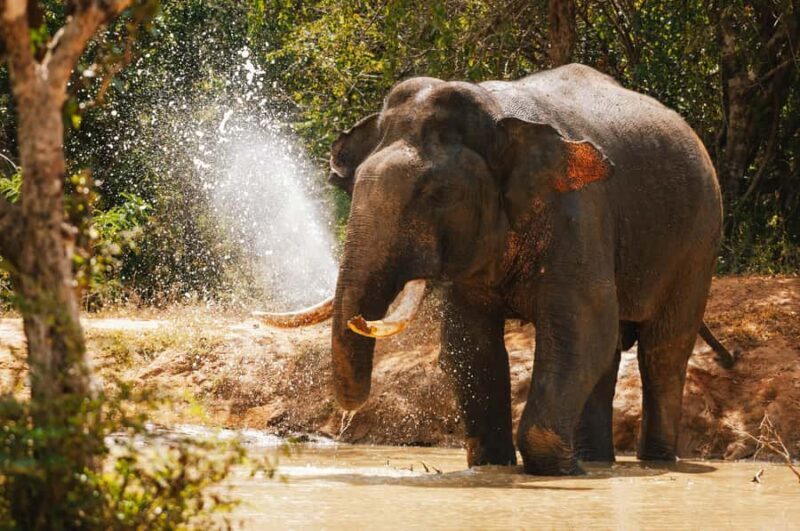 Weheragala National Park: Jeep Safari Tour - What to Expect from Your Weheragala Safari