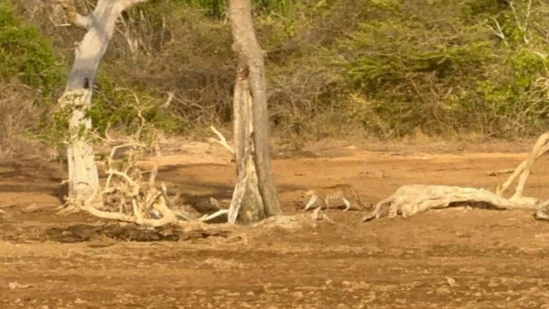 Weheragala National Park: Jeep Safari Tour - Authentic Insights from Reviewers