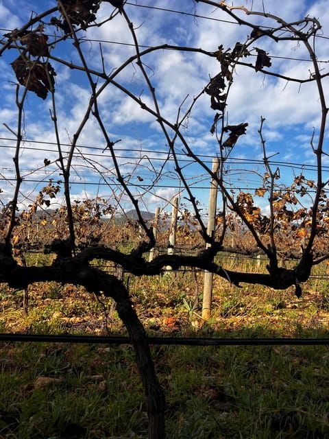 Weinsonntag in Mallorca Translates to "Wine Sunday in Mallorca." - Booking and Cancellation Details