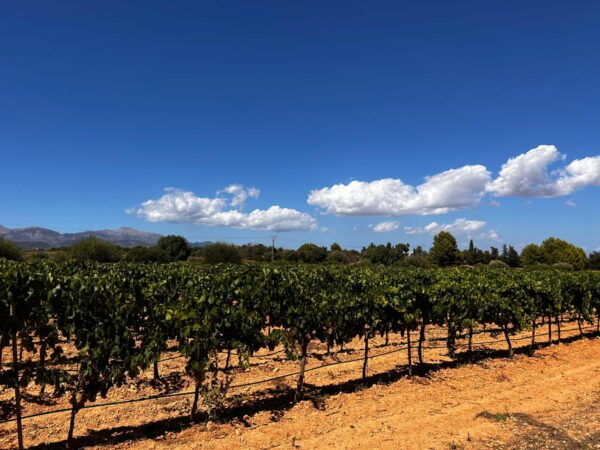 Weinsonntag in Mallorca Translates to "Wine Sunday in Mallorca." - Live Music Performances
