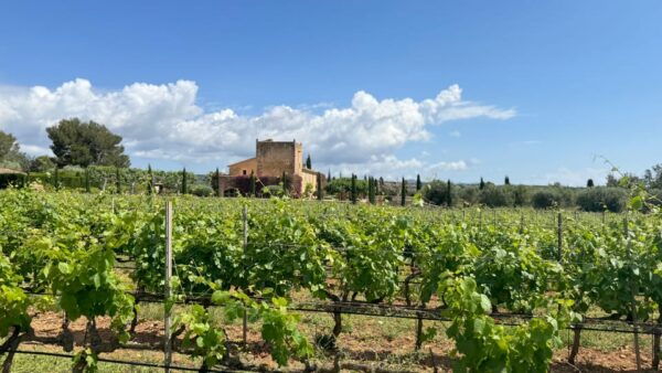 Weinsonntag in Mallorca Translates to "Wine Sunday in Mallorca." - Culinary Delights