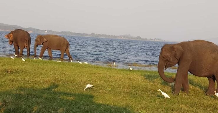 Weligama to Udawalawa National Park Safari - Itinerary Details