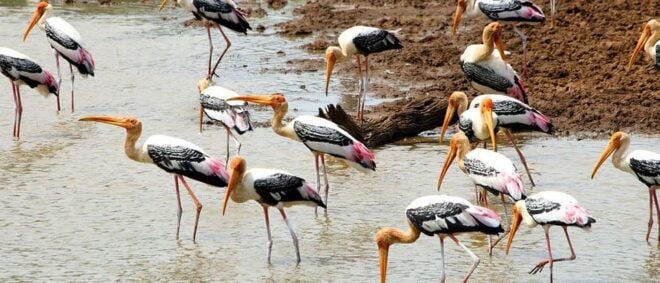 Weligama to Udawalawa National Park Safari - Preparation Tips