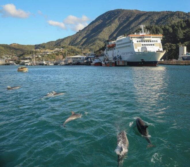 Wellington and Picton: Interislander Ferry - Multiple Ferry Options