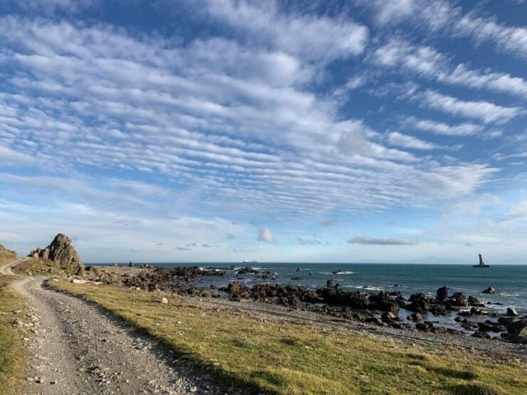 Wellington: Half Day Seal Coast Safari - Experience Highlights