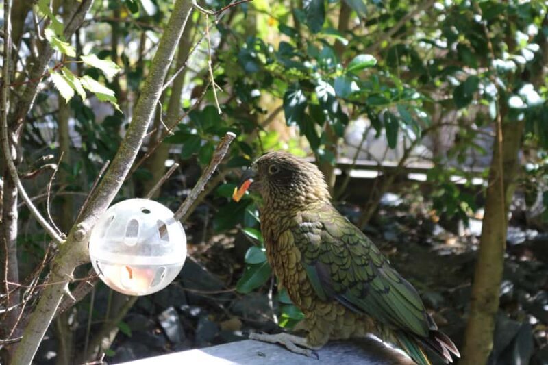 Wellington Zoo General Entry Tickets - Good To Know