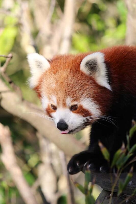 Wellington Zoo General Entry Tickets - A Closer Look at Wellington Zoo and What It Offers