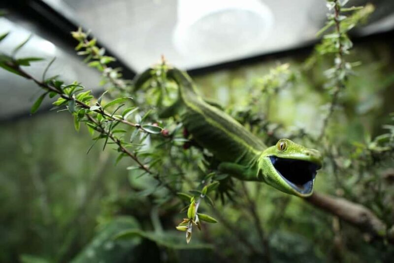 Wellington Zoo General Entry Tickets - How to Make the Most of Your Visit