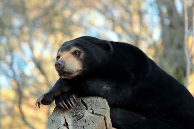 Wellington Zoo General Entry Tickets - Final Thoughts