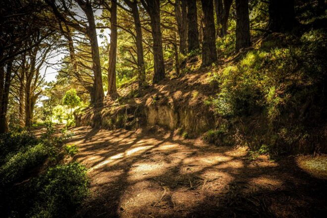Wellington's Lord of the Rings Half-Day Tour - Pickup Locations