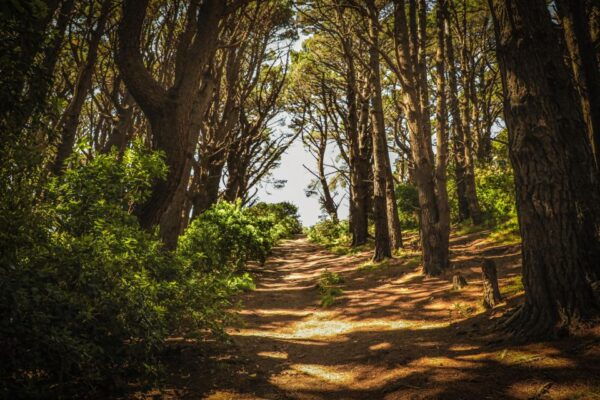 Wellington's Lord of the Rings Half-Day Tour - Tour Duration