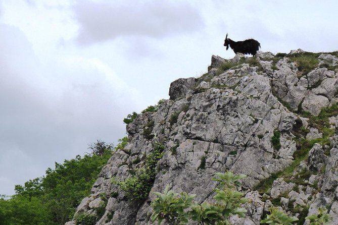 Wells, Cheddar Cheese and Cheddar Gorge - Private Day Trip From Bath - Common Questions