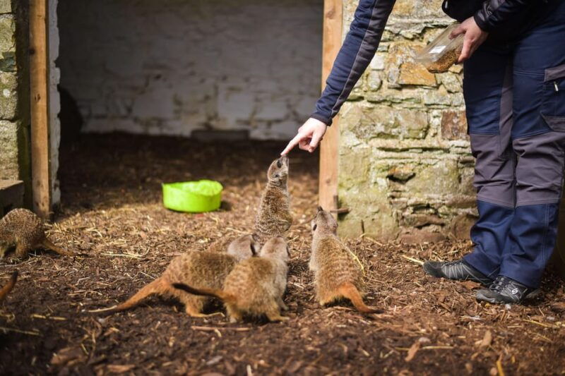 Wells House, Co Wexford: Entry, Picnic & Meerkat fun - An Introduction to Wells House and Gardens