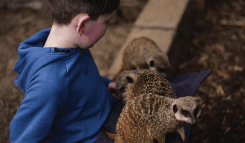 Wells House, Co Wexford: Entry, Picnic & Meerkat fun - Why This Tour is Worth Considering