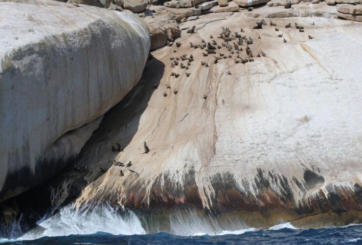 Welshpool: Wilsons Promontory Nature and Wildlife Day Cruise - Experience Highlights