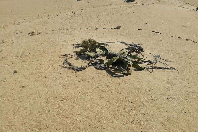 Welwitschia Moon Landscape & Namib Desert Dune 7 Private Day Tour - Booking Details