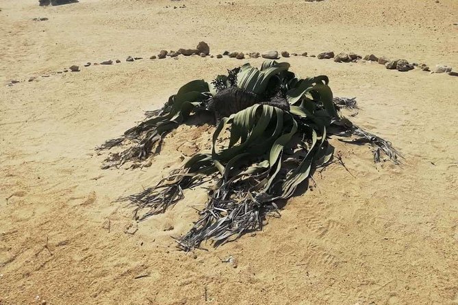 Welwitschia Moon Landscape & Namib Desert Dune 7 Private Day Tour - Customer Reviews