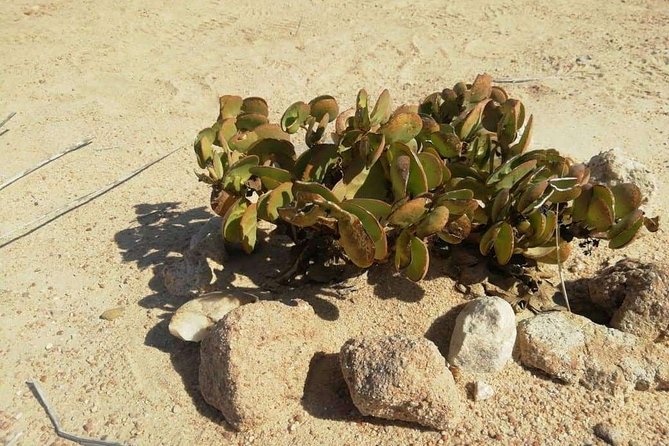 Welwitschia Moon Landscape & Namib Desert Dune 7 Private Day Tour - Tour Highlights