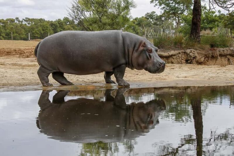 Werribee Open Range Zoo: Entry Ticket - The Value of Your Ticket