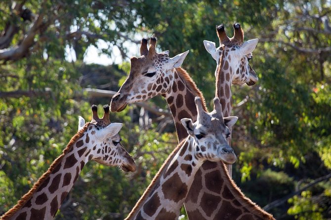 Werribee Open Range Zoo General Admission Ticket - Pricing and Guarantee