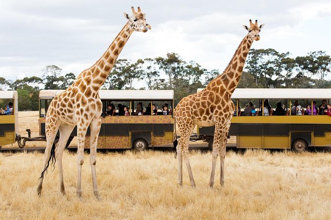 Werribee Open Range Zoo General Admission Ticket - Common Questions