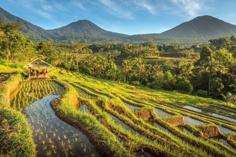 West Bali: Jatiluwih Rice Terrace and Tanah Lot Sunset Tour - Final Thoughts: Is This Tour Worth It?