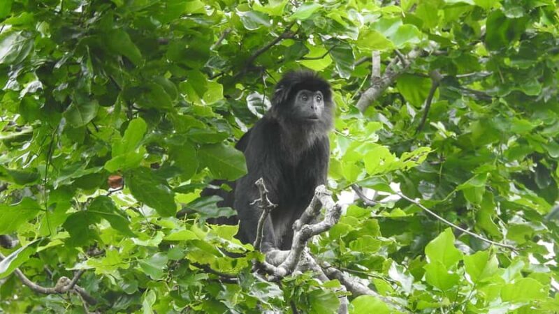 West Bali: Jungle Trekking in Bali Barat National Park - Introduction to the Trek Experience