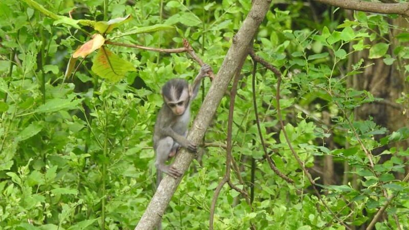 West Bali: Jungle Trekking in Bali Barat National Park - Good To Know