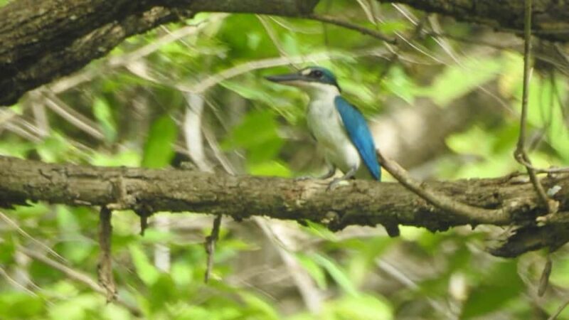 West Bali: Jungle Trekking in Bali Barat National Park - Making the Most of Your Jungle Trek