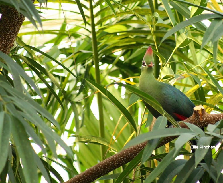 West Berkshire,UK: The Living Rainforest Centre Entry Ticket - Good To Know