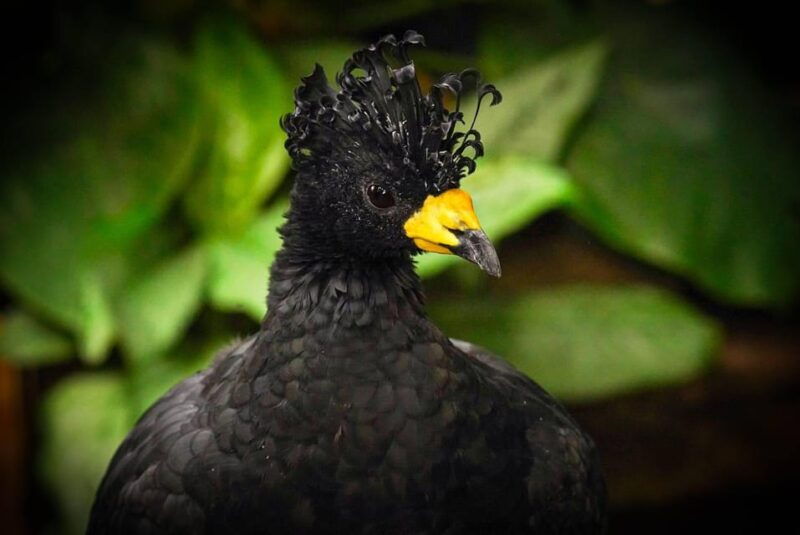 West Berkshire,UK: The Living Rainforest Centre Entry Ticket - What Can You Expect During Your Visit?