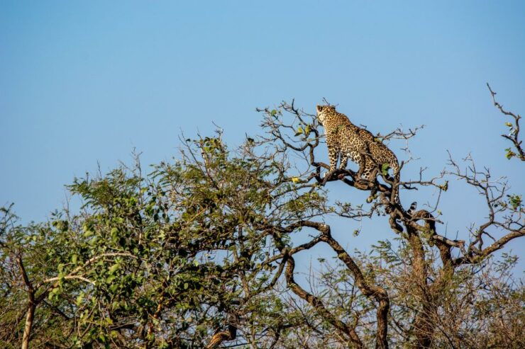 West Coast Beach, River Mangroves Lagoon, Wildlife Boat Tour - Experience